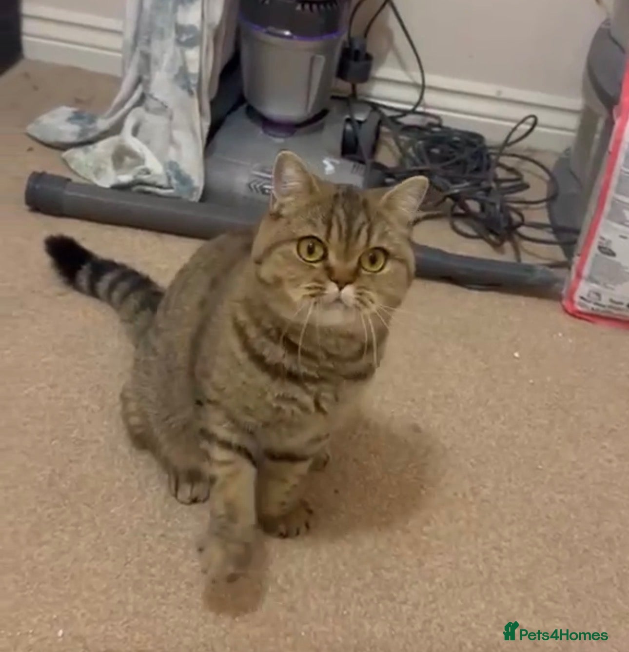 British Shorthair cats for sale: Golden Active British Short Hair Queen for Sale  - Advert 17