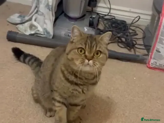 British Shorthair cats for sale: Golden Active British Short Hair Queen for Sale - Advert 1