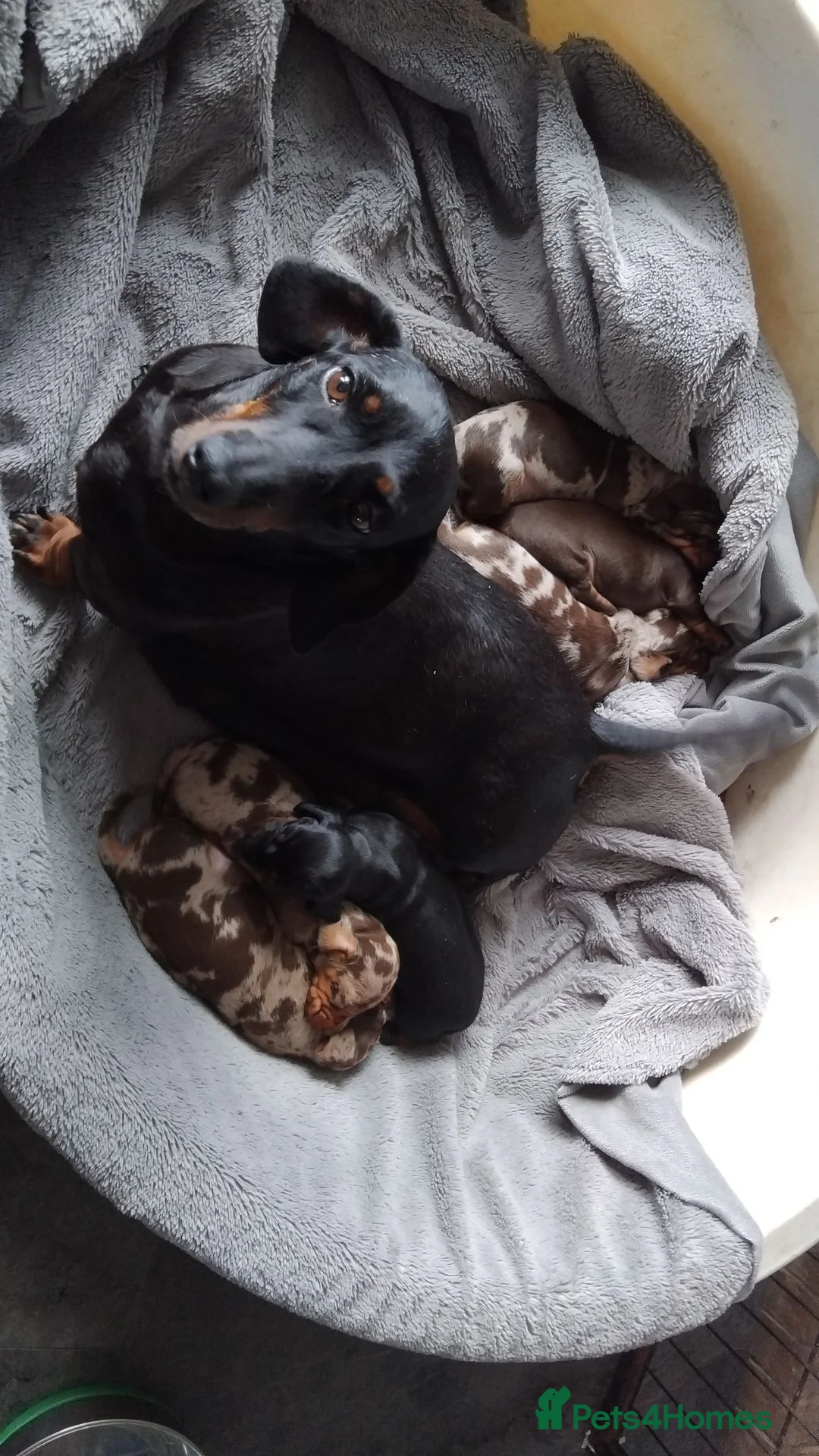 Miniature Dachshund dogs for sale: Miniature dashchund puppies  - Advert 10