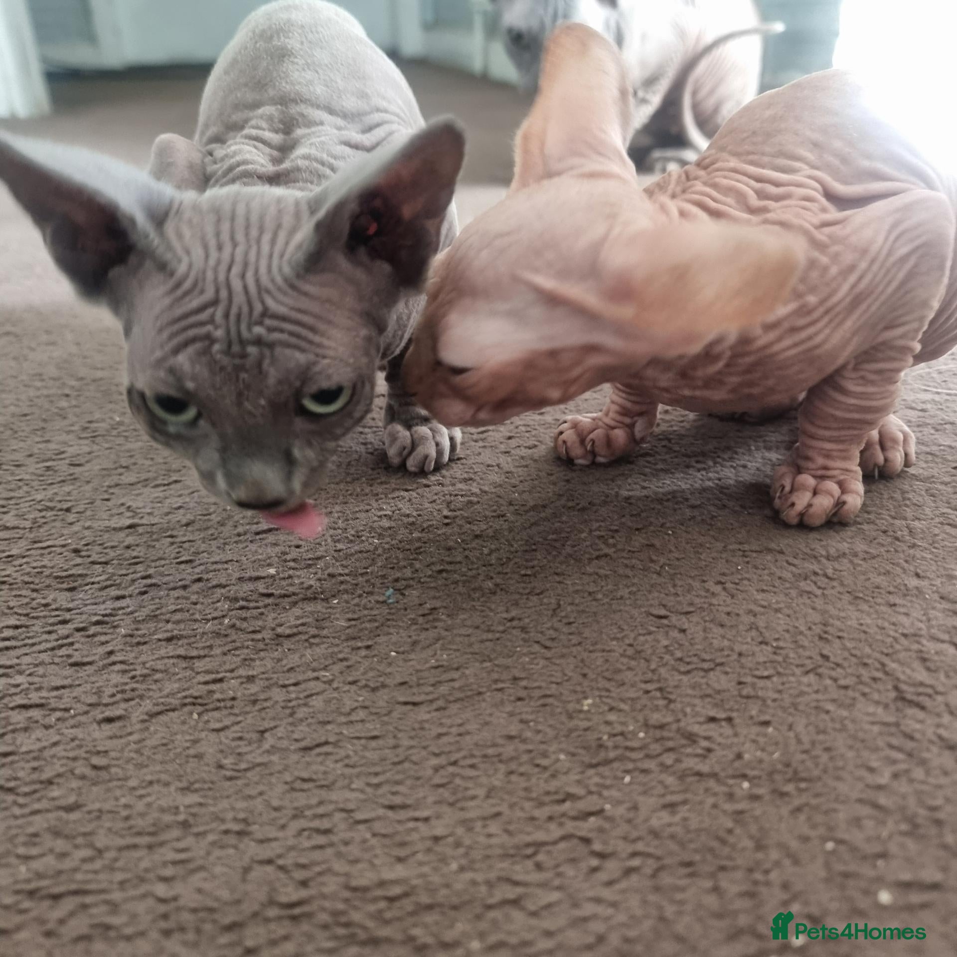 Sphynx cats 2 Sphynx Boys - Advert 2