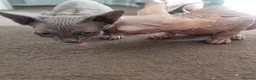 Sphynx cats for sale: 2 Sphynx Boys - Advert 2