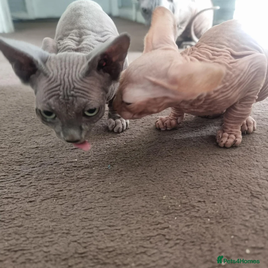 Sphynx cats for sale: 2 Sphynx Boys - Advert 2