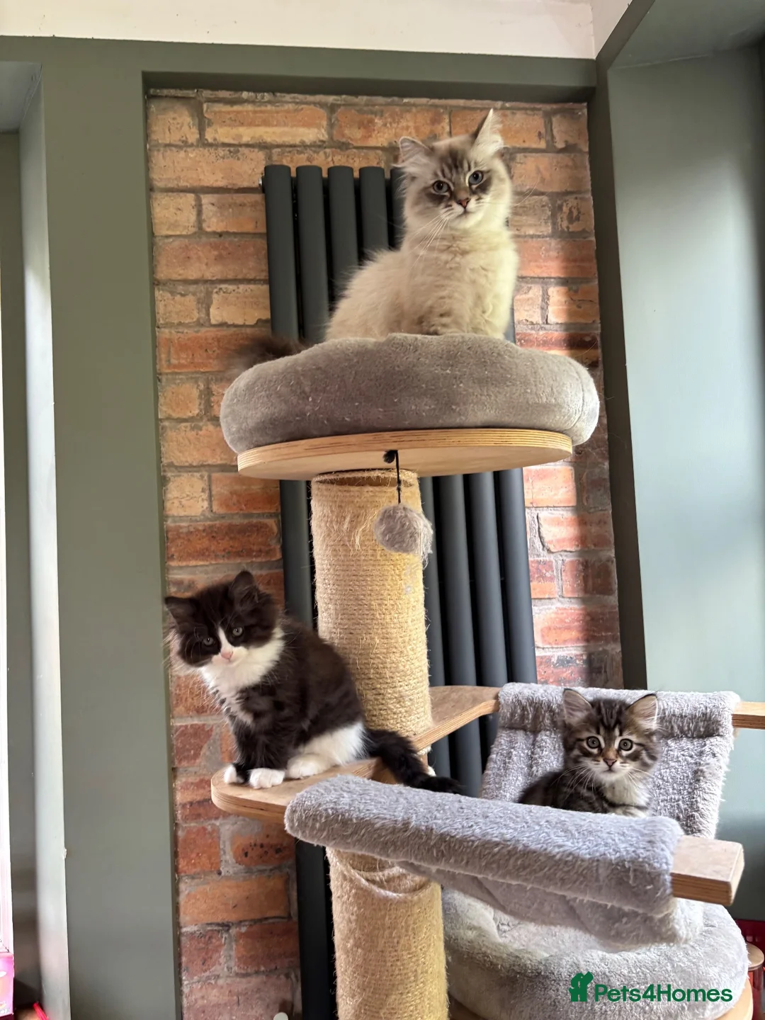 Siberian cats for sale: Pedigree Siberian girl Spontan Felicita - Advert 10