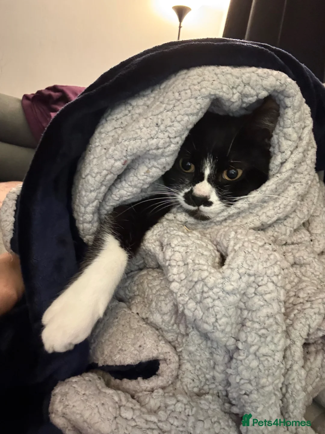 Gallery Image {{count}}