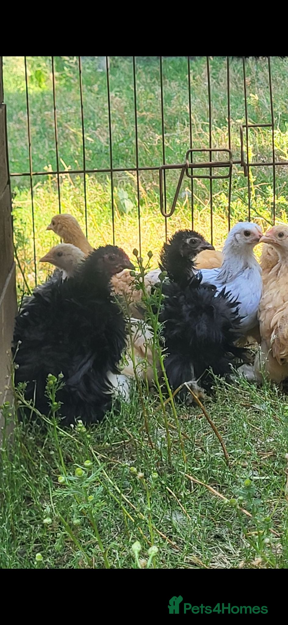 Chickens poultry Pekin bantam pullets  - Advert 1