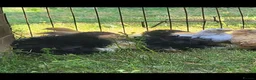 Chickens poultry for sale: Pekin bantam pullets  - Advert 1
