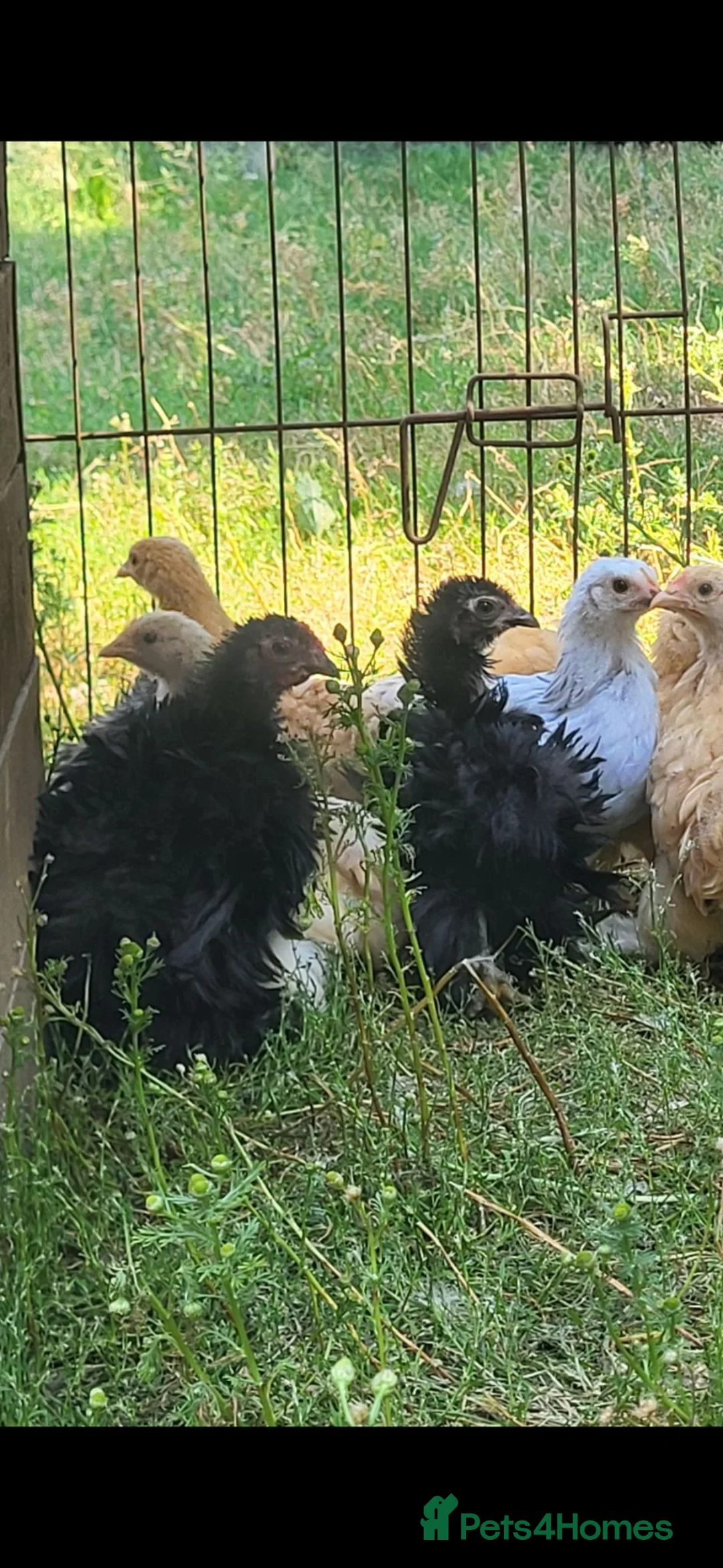 Chickens poultry for sale: Pekin bantam pullets  - Advert 1