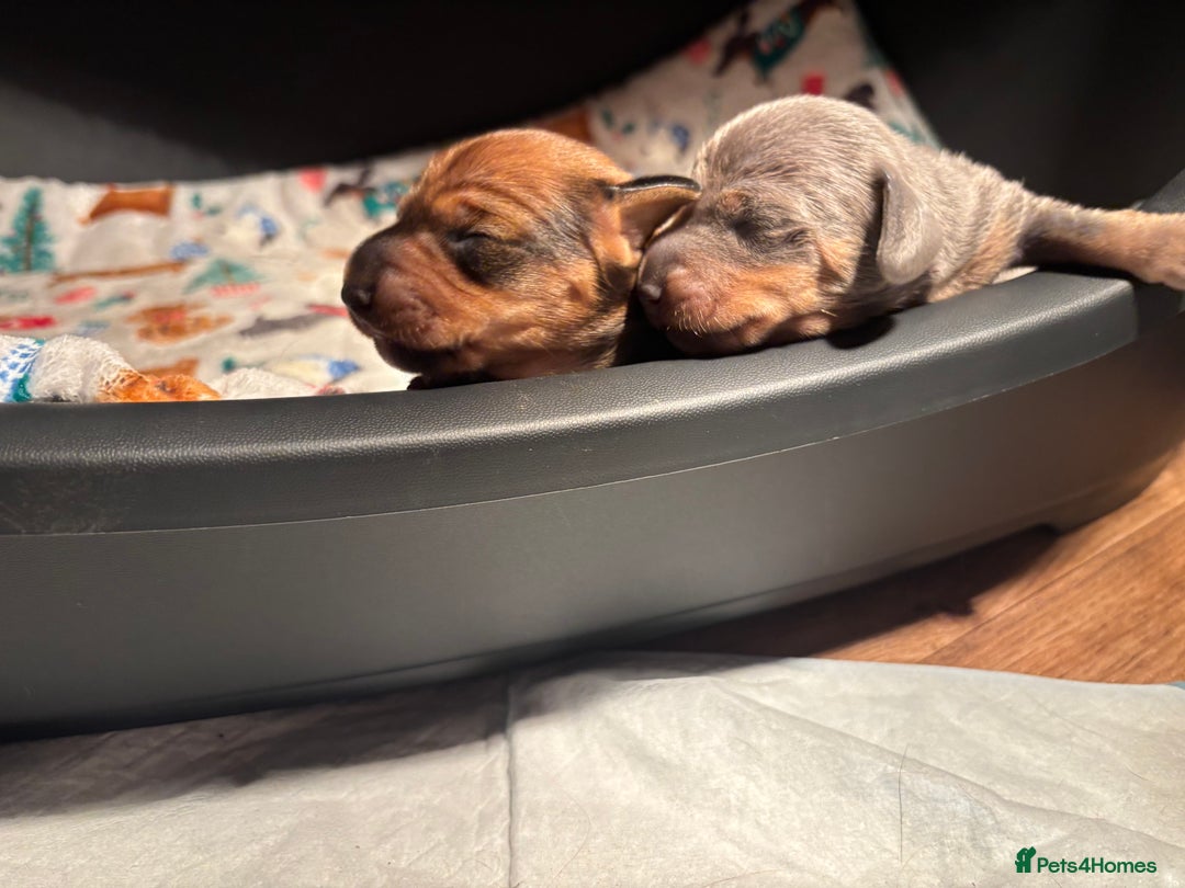 Miniature Dachshund dogs for sale: Miniature dachshund (1 girl left) - Advert 19