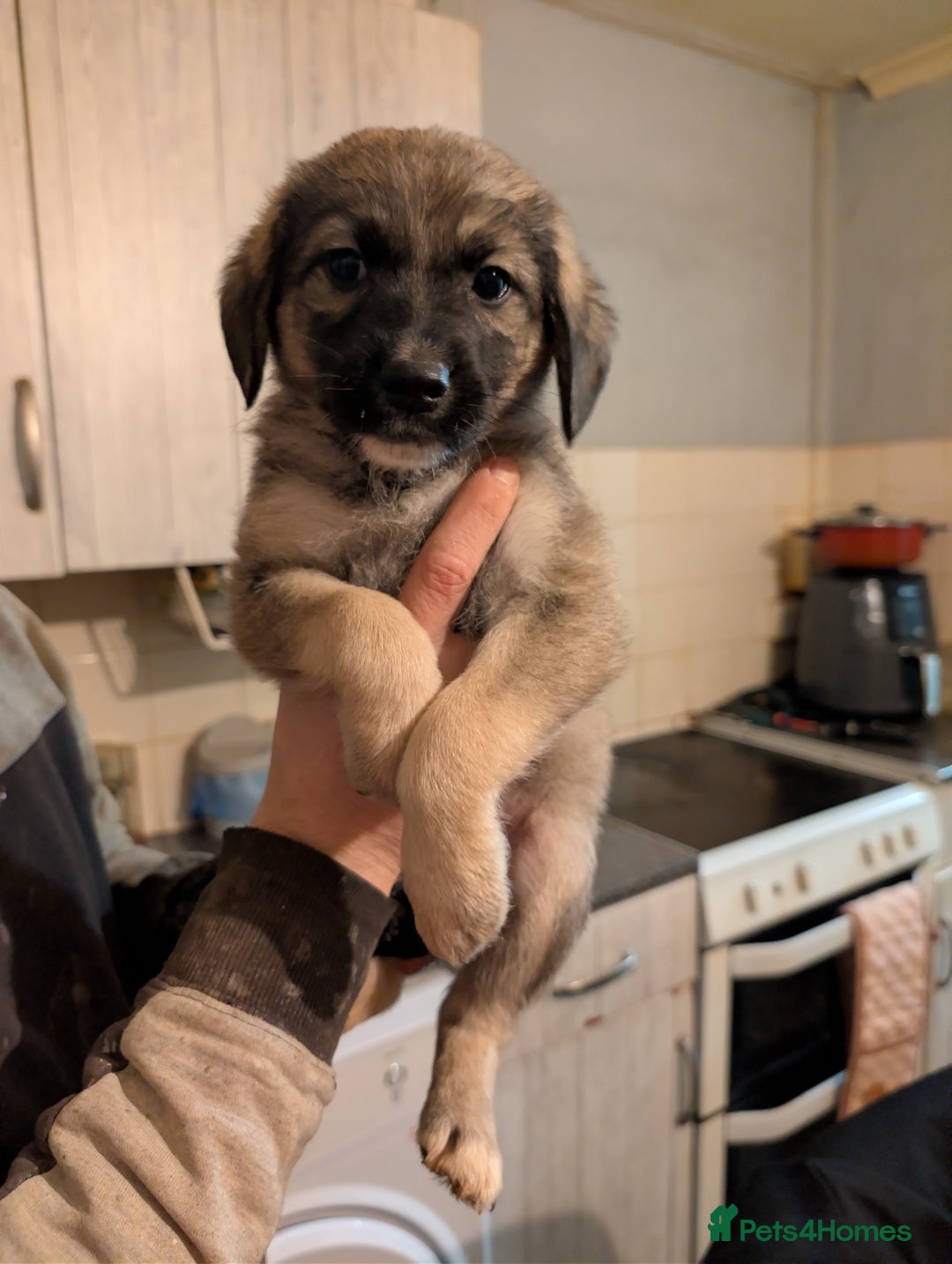 Mixed Breed dogs for sale: Beautiful German shepherd X sproodle pups - Advert 3