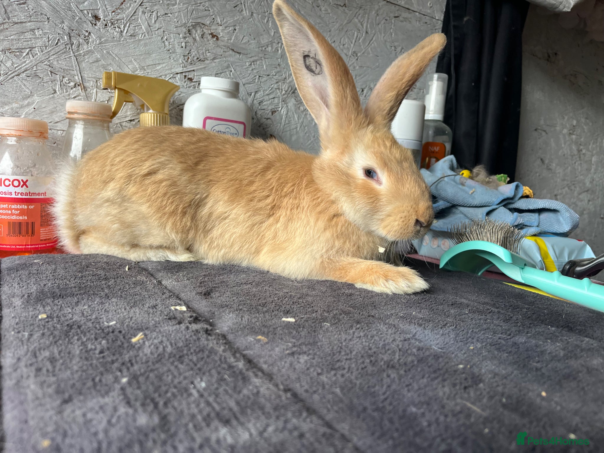 Continental Giant rabbits for sale: Pure continental giant  - Advert 2