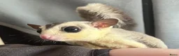 Sugar Glider rodents for sale: 1 male and female sugar gliders-Bonded Pair  - Advert 4