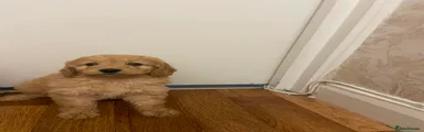 Cockapoo Puppy 1