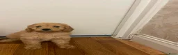 Cockapoo dogs for sale: Cockapoo puppies - Advert 9
