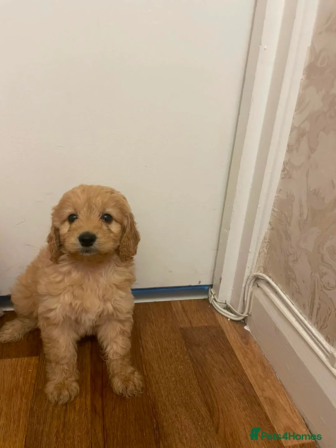 Cockapoo dogs for sale: Cockapoo puppies - Advert 9