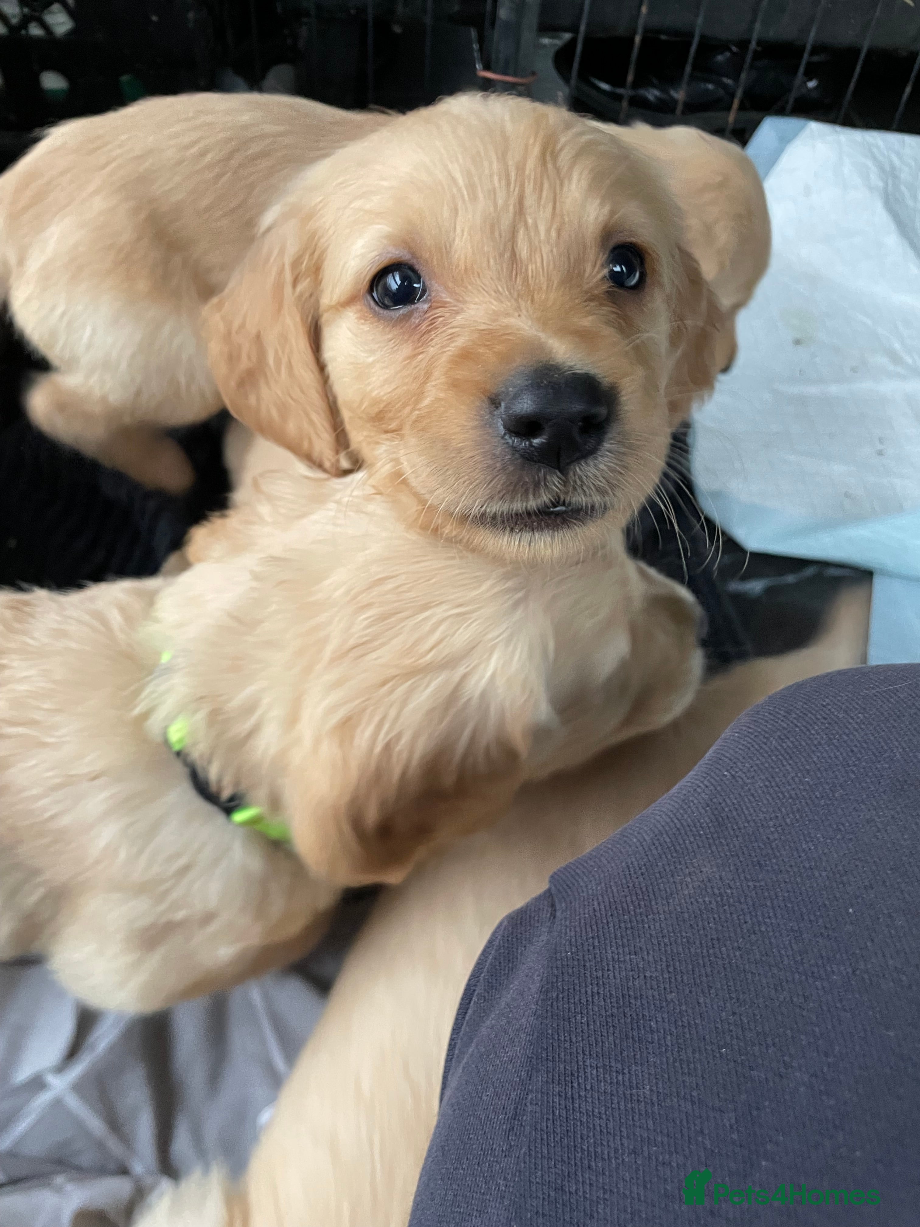 Golden Retriever dogs Pure golden retrievers - Advert 10