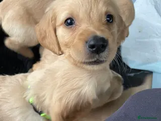 Golden Retriever dogs Pure golden retrievers - Advert 10