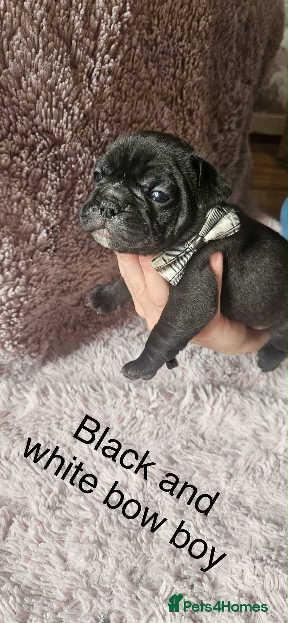 Mixed Breed dogs for sale: 🐾 French Bulldog × Olde English Bulldog Pups 🐾 - Advert 6