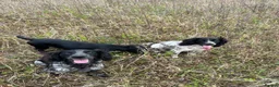 Cocker Spaniel dogs for sale: Health tested working cocker spaniels  - Advert 21