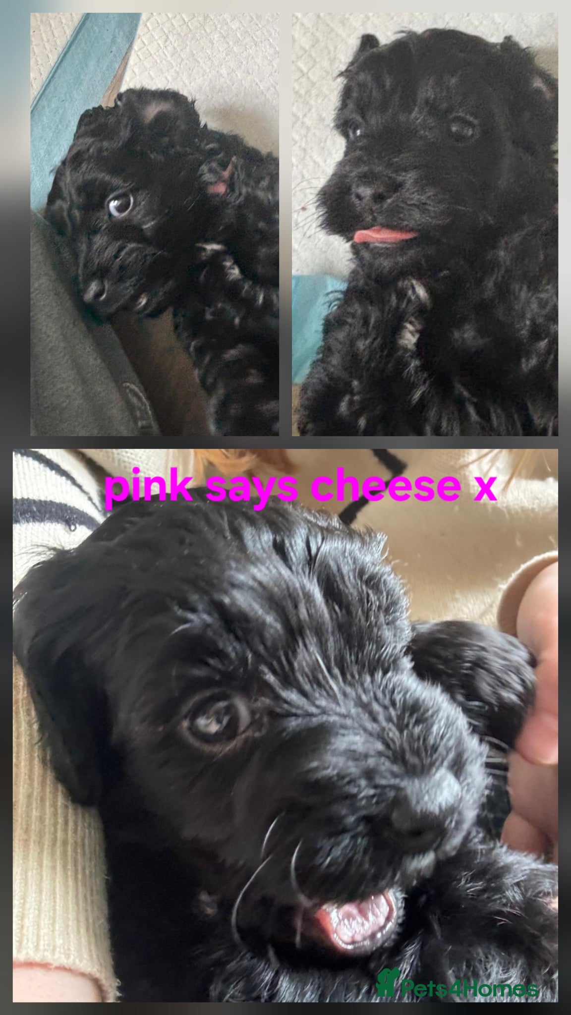 Cockapoo dogs 1 loving boy cockapoo left 💙  - Advert 2