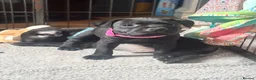 Staffordshire Bull Terrier dogs for sale: Ready to leave 23rd, staffy puppys(great quality)  - Advert 11