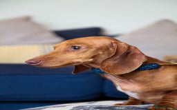 Miniature Dachshund dogs for sale: 5 STAR LICENSED - CEZARBLUE SMOOTH KC MINIATURES  - Image 13