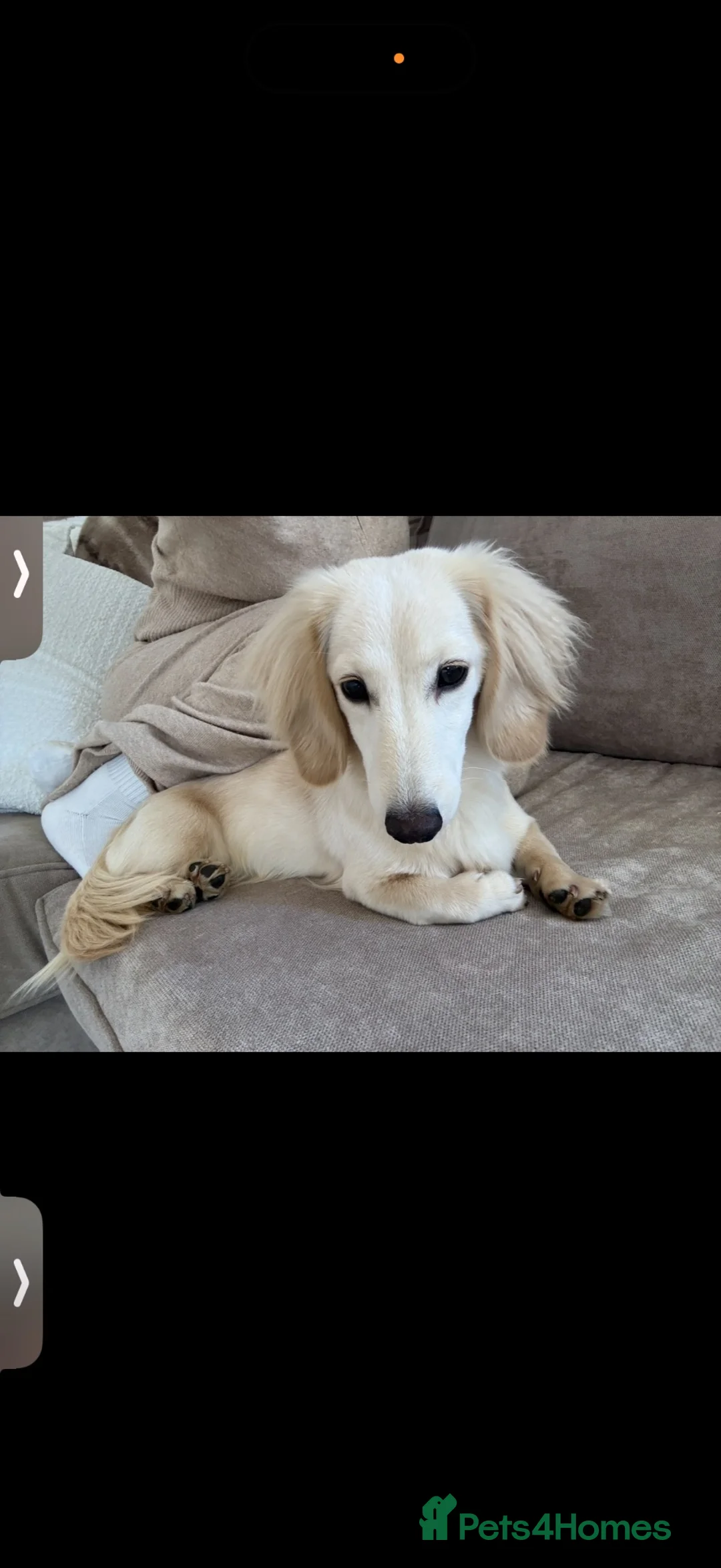 Miniature Dachshund dogs for sale: 1 year old lh cream dachshund - Advert 1