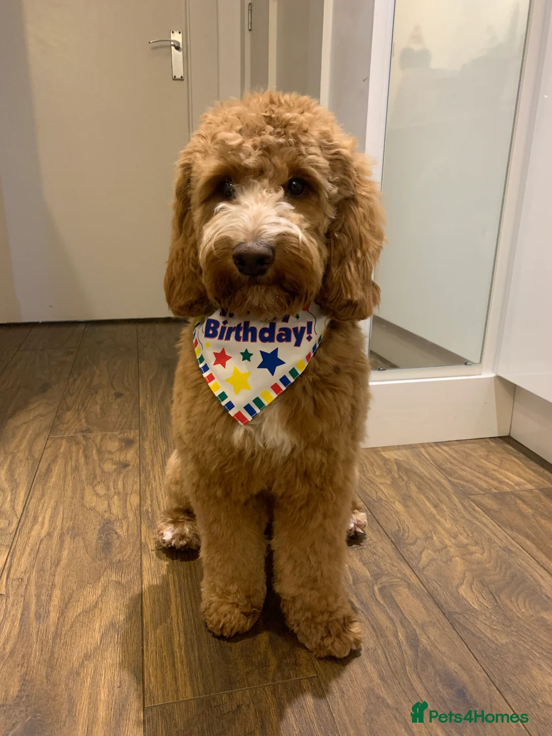 Cockapoo dogs for stud: Proven Red F1 Cockapoo Stud in Belfast - Advert 3