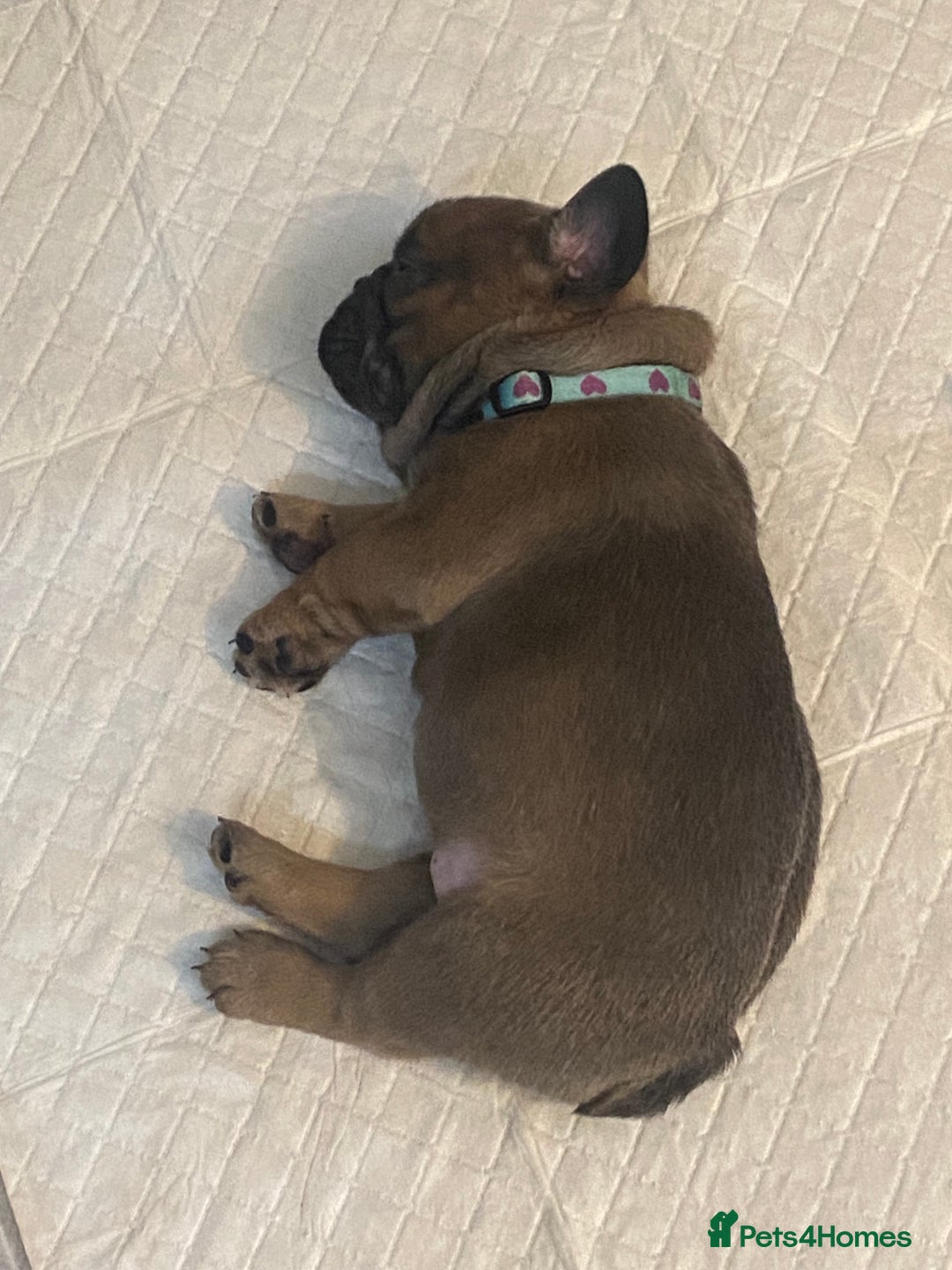 French Bulldog dogs for sale: Beautiful French bulldog puppies  - Image 19