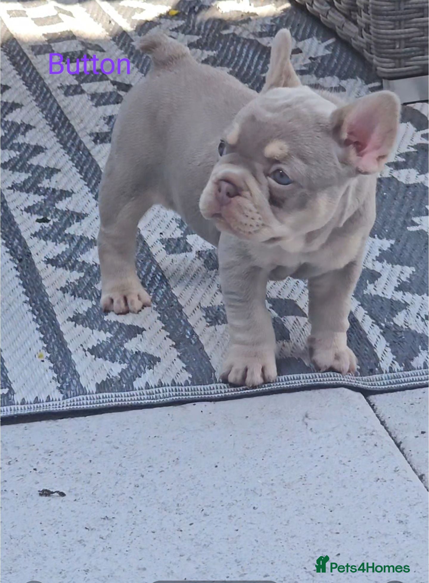 French Bulldog dogs ⭐️KC Reg⭐️Isabella & tan/liliac fawn ❤️ 🐾 - Advert 4