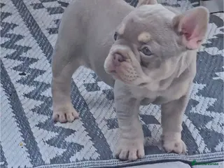 French Bulldog dogs ⭐️KC Reg⭐️Isabella & tan/liliac fawn ❤️ 🐾 - Advert 4