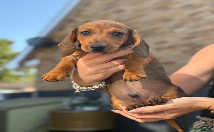 Miniature Dachshund dogs - Advert 14