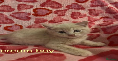 British Shorthair cats - Advert 7