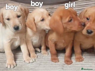 Labrador Retriever dogs Labrador puppies - Advert 5