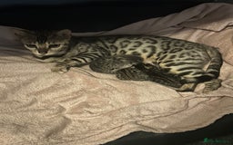 Bengal cats for sale: Pedigree bengal kittens  - Image 13