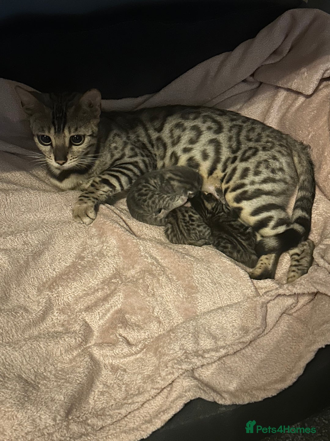 Bengal cats for sale: Pedigree bengal kittens  - Image 13