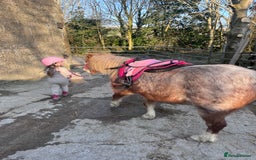 Welsh Section A horses for sale: Toni The Pony 10.3hh Mare 🦄 - Image 25