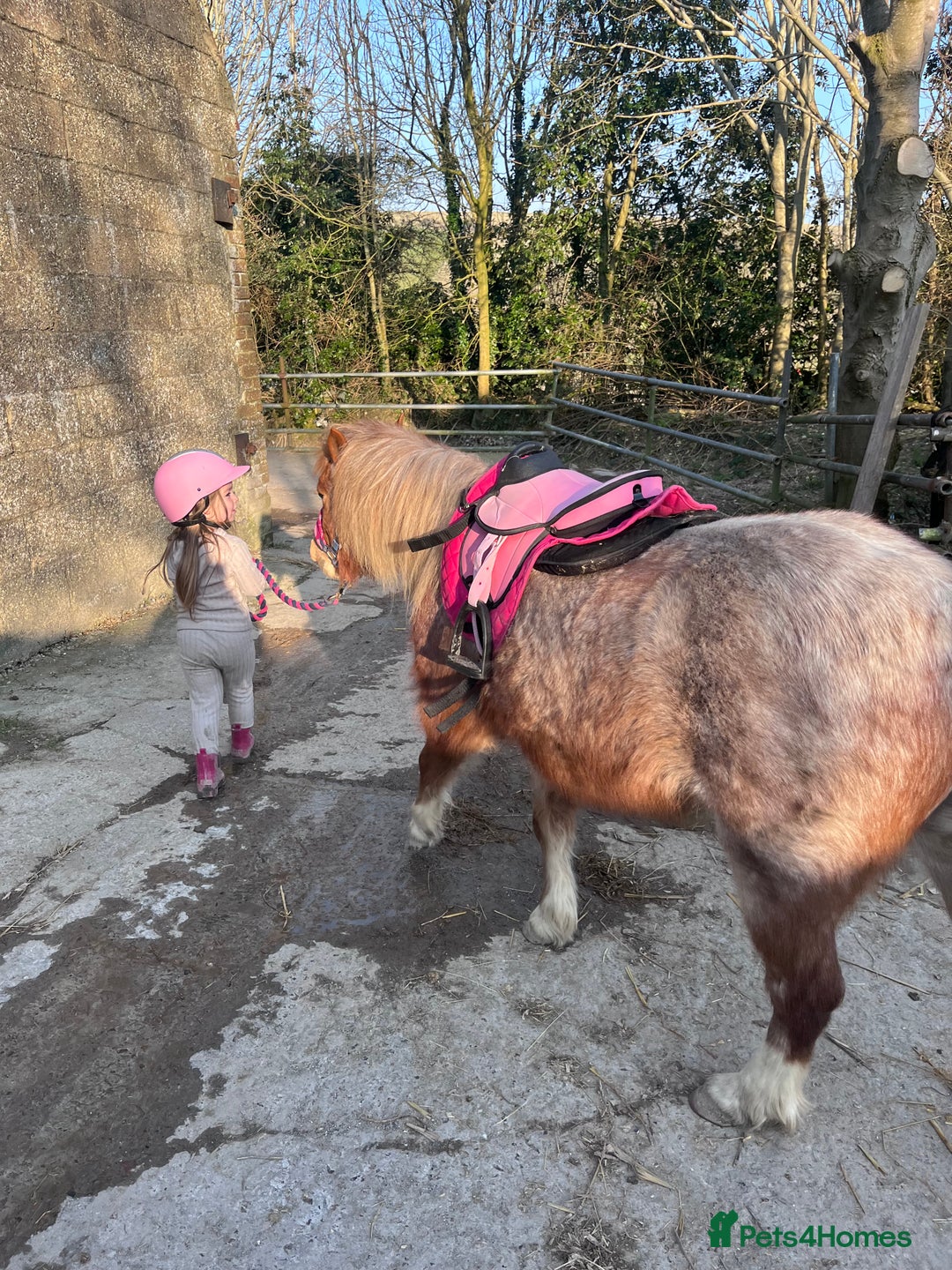 Welsh Section A horses for sale: Toni The Pony 10.3hh Mare 🦄 - Image 25