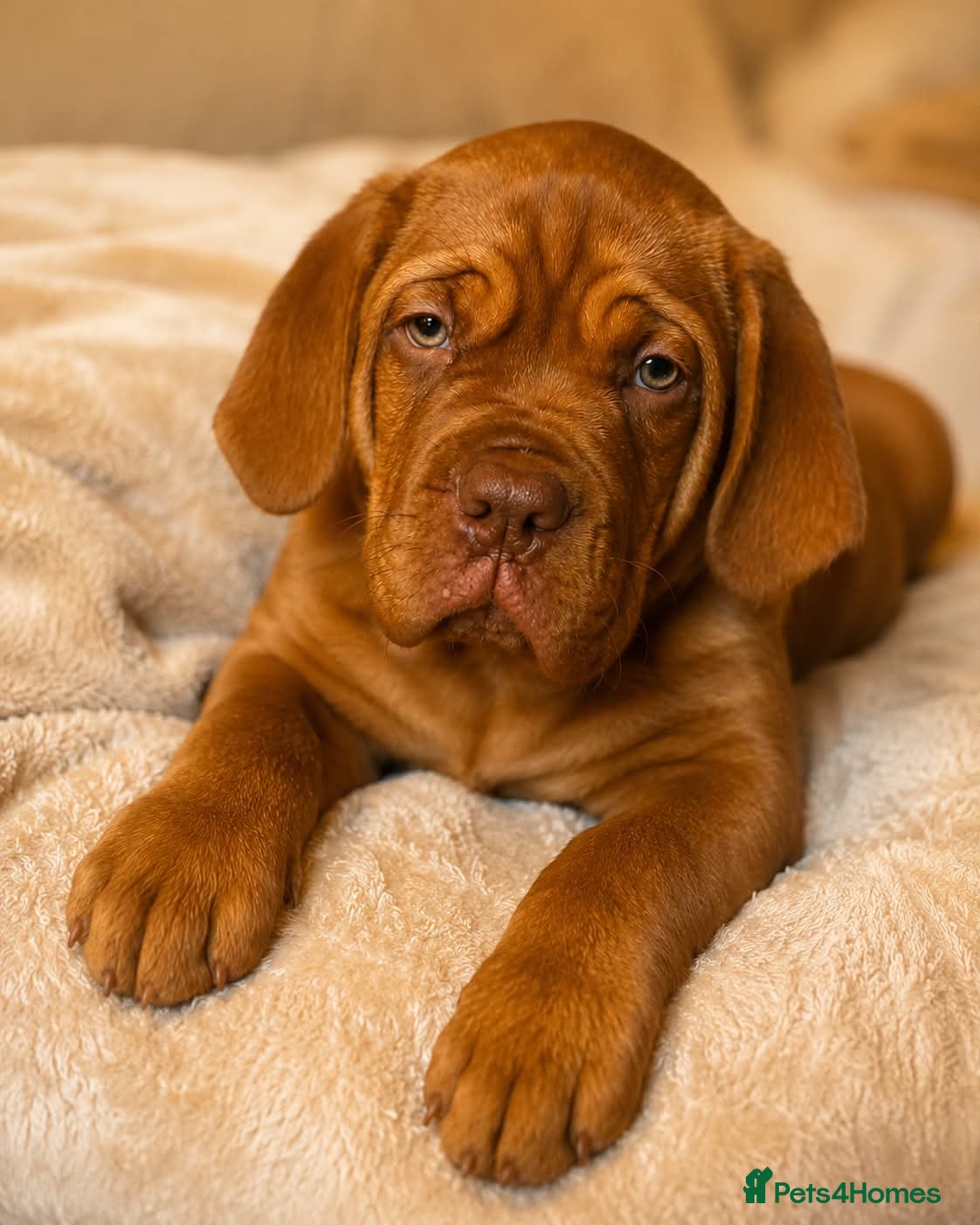 Dogue De Bordeaux dogs Bordeaux Babies - Advert 2