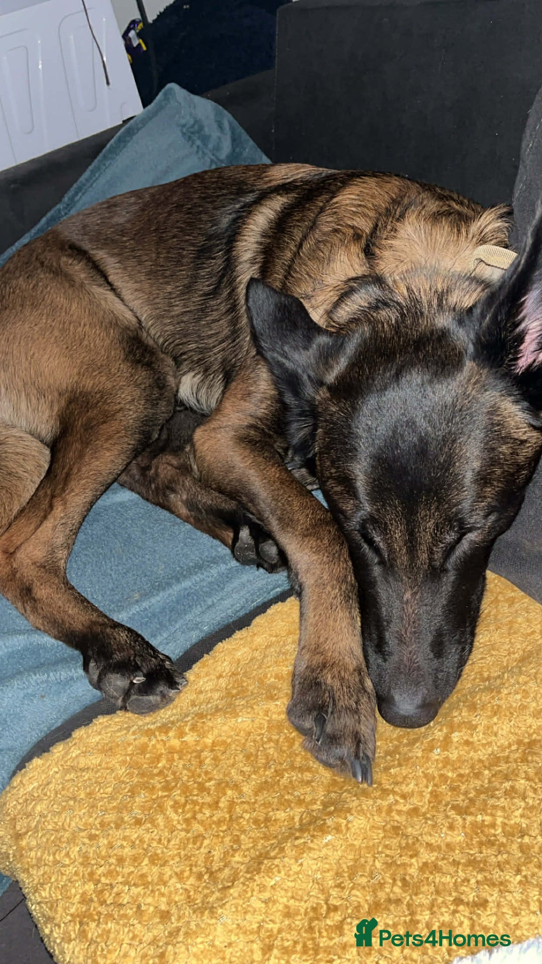 Mixed Breed dogs for sale: sunshine - Advert 6