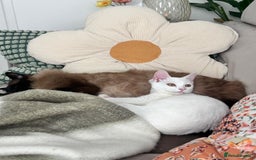 British Shorthair cats for sale: Beautiful white cat - Image 1