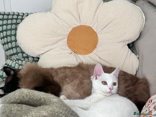 British Shorthair cats for sale - Advert 1