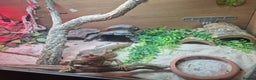 Bearded Dragon reptiles for sale: Bearded dragon with full vivarium set-up  - Advert 5