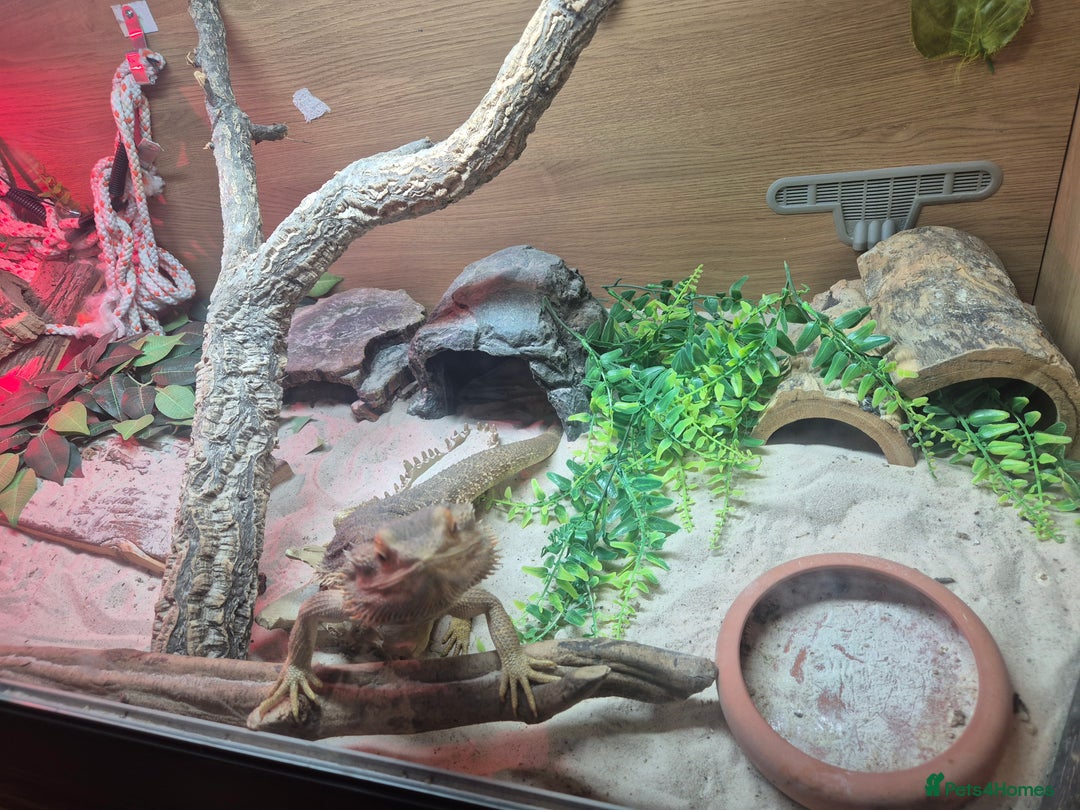 Bearded Dragon reptiles for sale: Bearded dragon with full vivarium set-up  - Advert 5