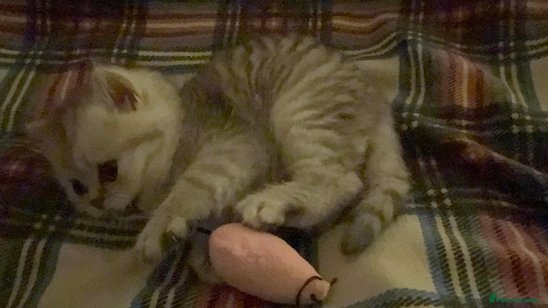 Persian cats for sale: Gorgeous pedigree chinchilla kitten  - Advert 6