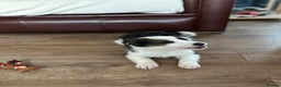 Border Collie dogs for sale: Boarder collie pups  - Advert 2