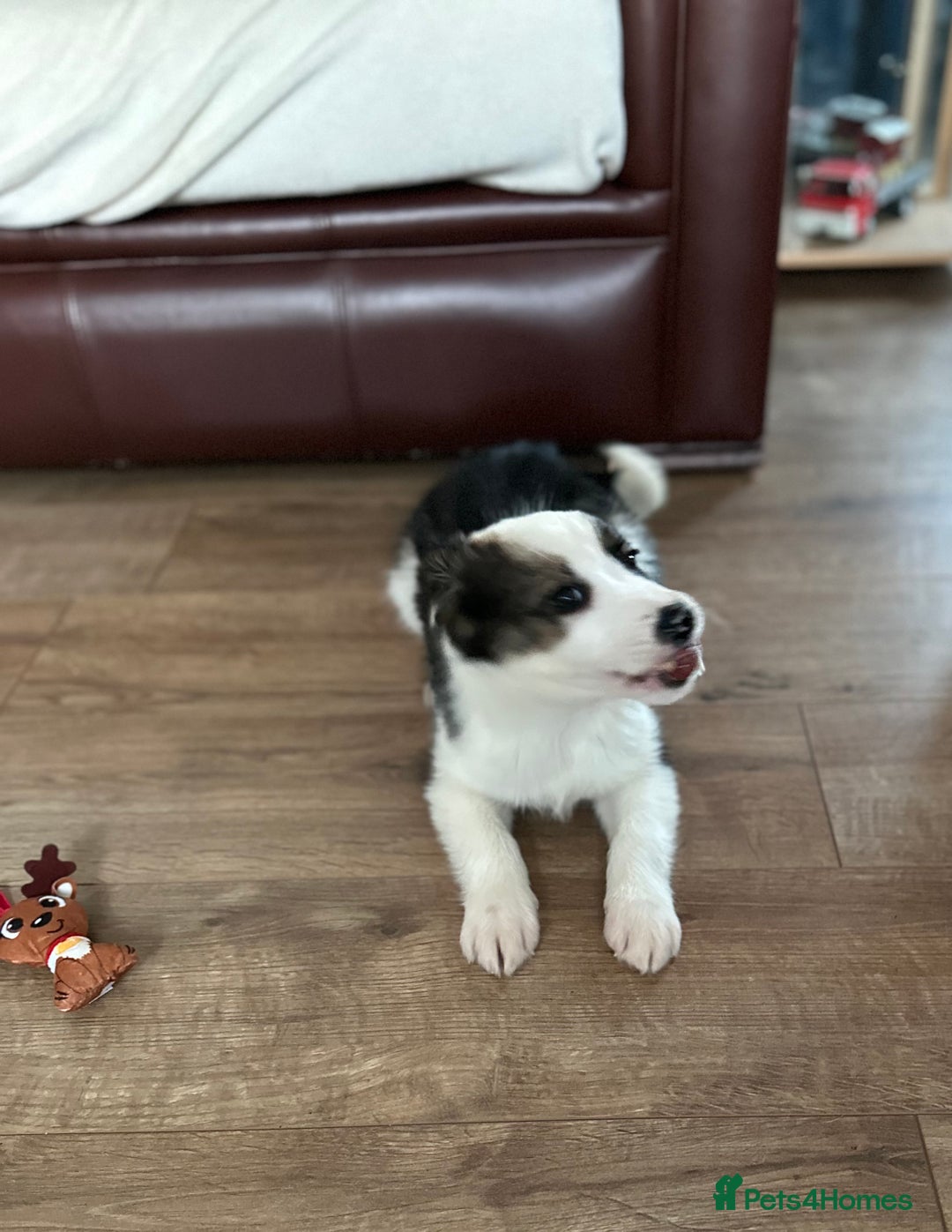 Border Collie dogs for sale: Boarder collie pups  - Advert 2