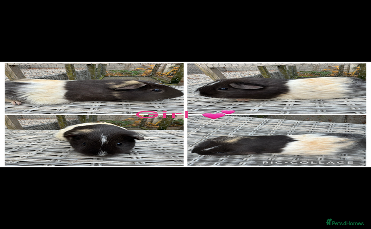 Guinea Pig rodents Mixture of Girl & Boy piggy’s looking for new laps - Advert 13