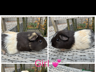 Guinea Pig rodents Mixture of Girl & Boy piggy’s looking for new laps - Advert 17