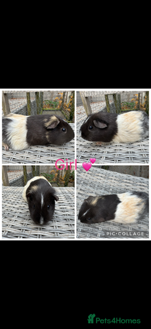 Guinea Pig rodents Mixture of Girl & Boy piggy’s looking for new laps - Advert 15