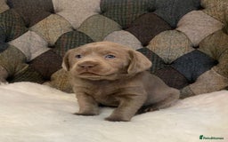Labrador Retriever dogs for sale:  Ready for collection from today 🩶💚🩶   - Image 26